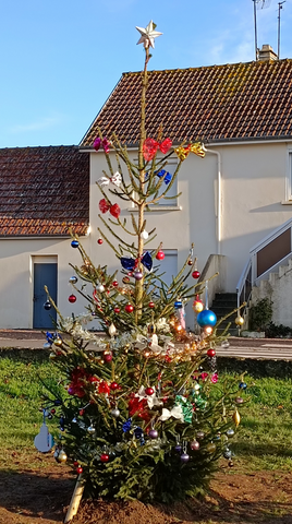 Comète Comète le sapin de Vieux-fumé planté le 10 décembre 2022